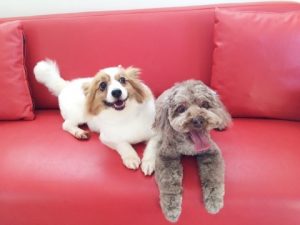 タバサとドンキー