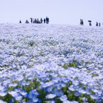 行方市で新築を建てるなら注文住宅と建売どっちがいい？
