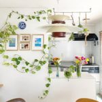 「オシャレで育てやすい観葉植物」