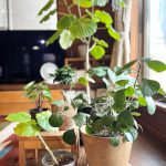 観葉植物を取り入れる際に意識するべきこと