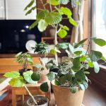 実は間違えている観葉植物の育て方