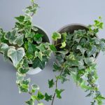 葉のサイズで変わる、空間の印象―観葉植物とインテリアスタイルの関係―