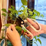観葉植物を増やして楽しむ