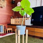新居におすすめの観葉植物3選