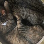 空中散歩⁉ガラス製のキャットウォーク