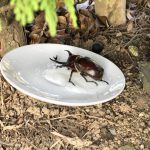 夏のお客様♪