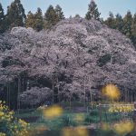 印西市ってどんなところ？