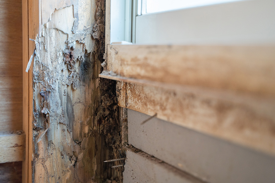 シロアリ10年保証